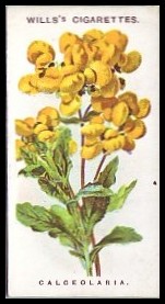 33 Calceolaria